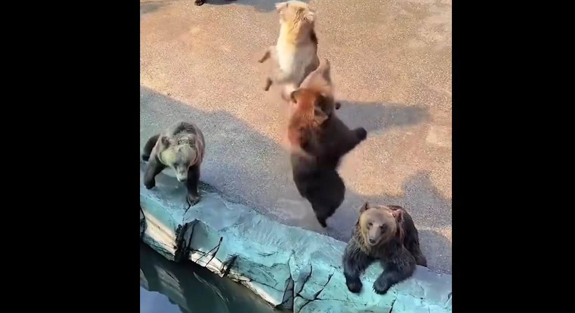 Pametni medvedi presenetili obiskovalce s plesnimi gibi za hrano