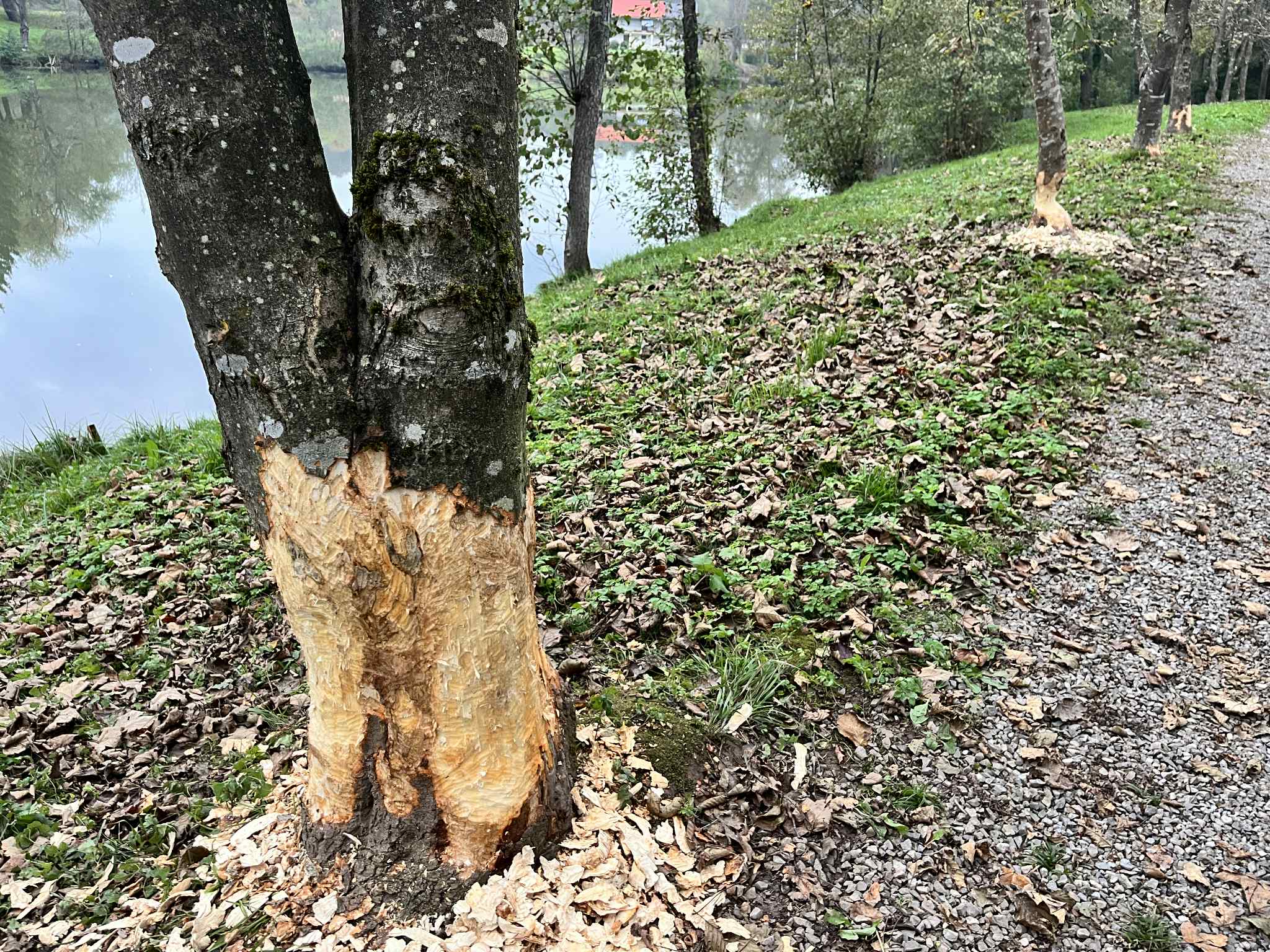 Bobri v Krmelju; vir: Matej Končina