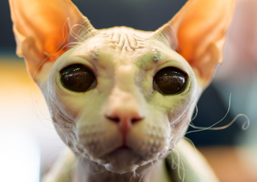 Tekmovanje FIFA v Bukareštu Vir: Facebook ABC news