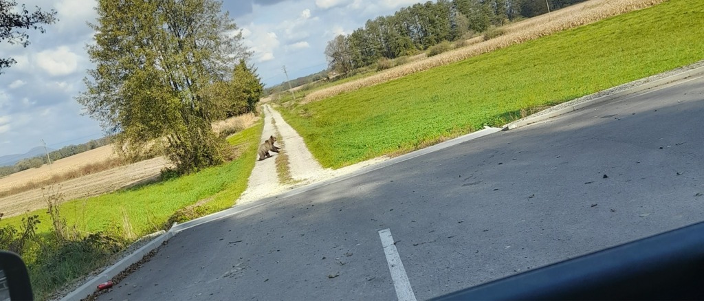 Sredi znane občine voznico presenetil medved, domačini opozarjajo (FOTO)