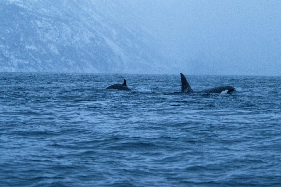 orka - NaDlani.si