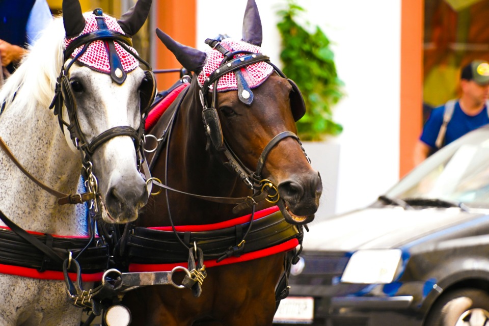 Kočijaži se poslavljajo s praških ulic – Praga ukinja konjske vprege, konji dobivajo mirnejše življenje, mesto pa poudarja skrb za dobrobit živali.