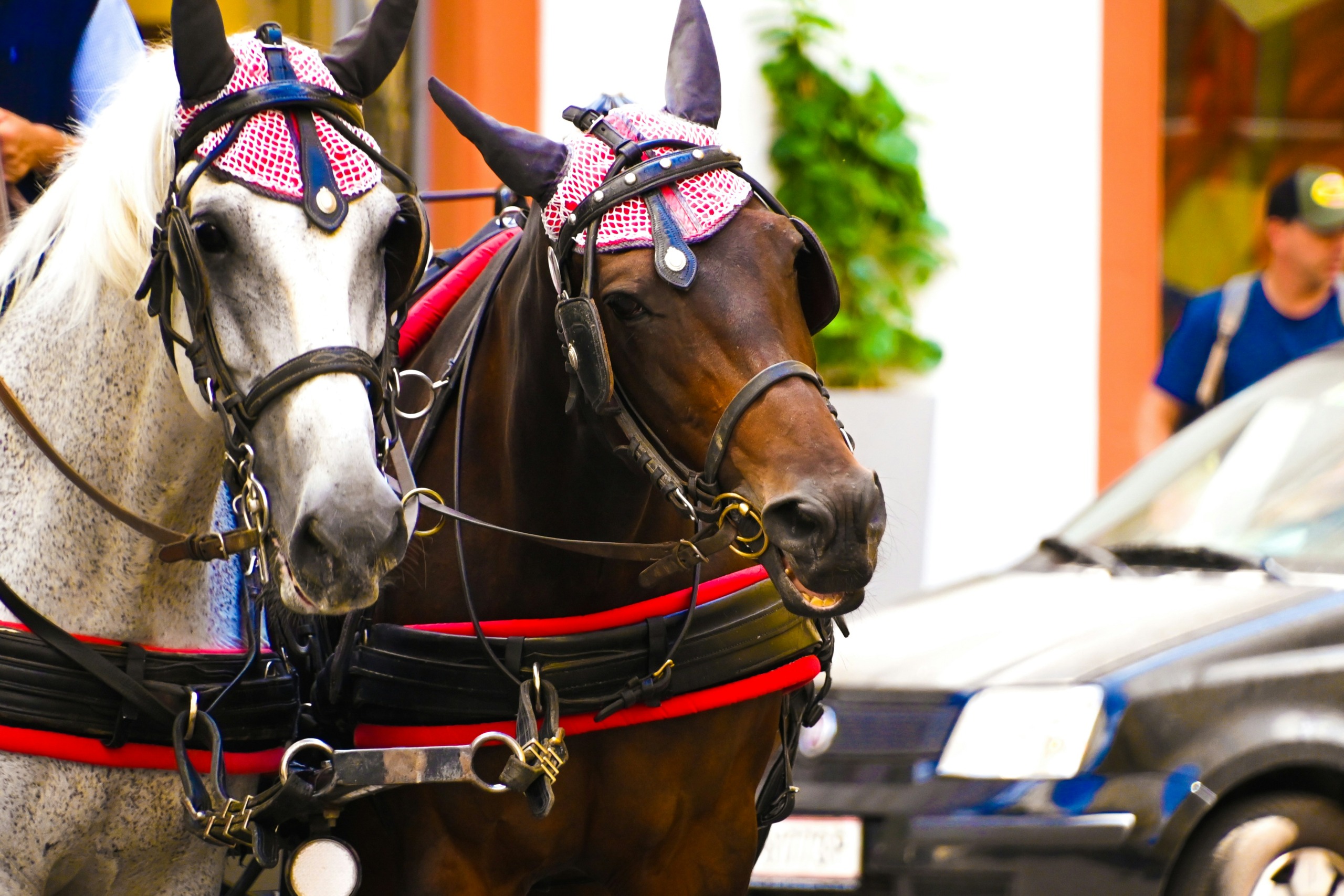 Kočijaži se poslavljajo s praških ulic – Praga ukinja konjske vprege, konji dobivajo mirnejše življenje, mesto pa poudarja skrb za dobrobit živali.