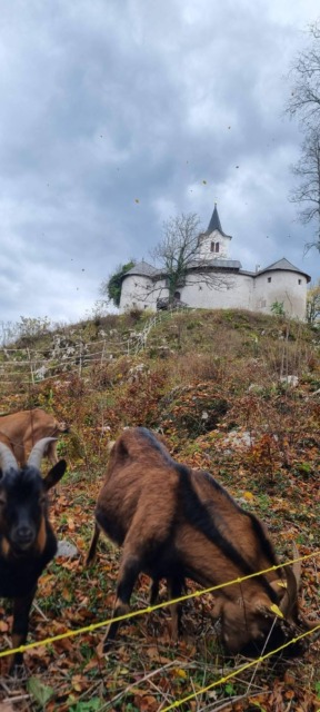 Koze_obožujejo_ljudi - NaDlani.si Lastnik pravi, da so koze vajene ljudi in takoj pritečejo zraven; vir: Facebook
