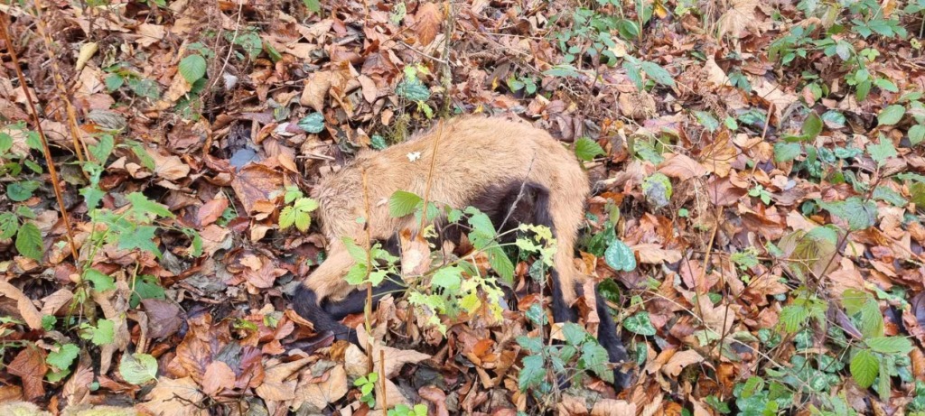 Obglavljena_koza - NaDlani.si Obglavljena kozica na Taboru Pri Grosupljem; vir: Facebook