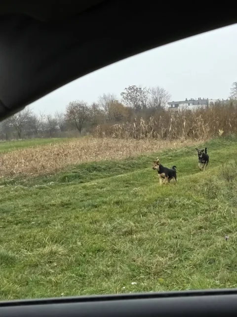 Mimoidoči moški je šlišal klice na pomoč in rešil deklico; vir: Instagram