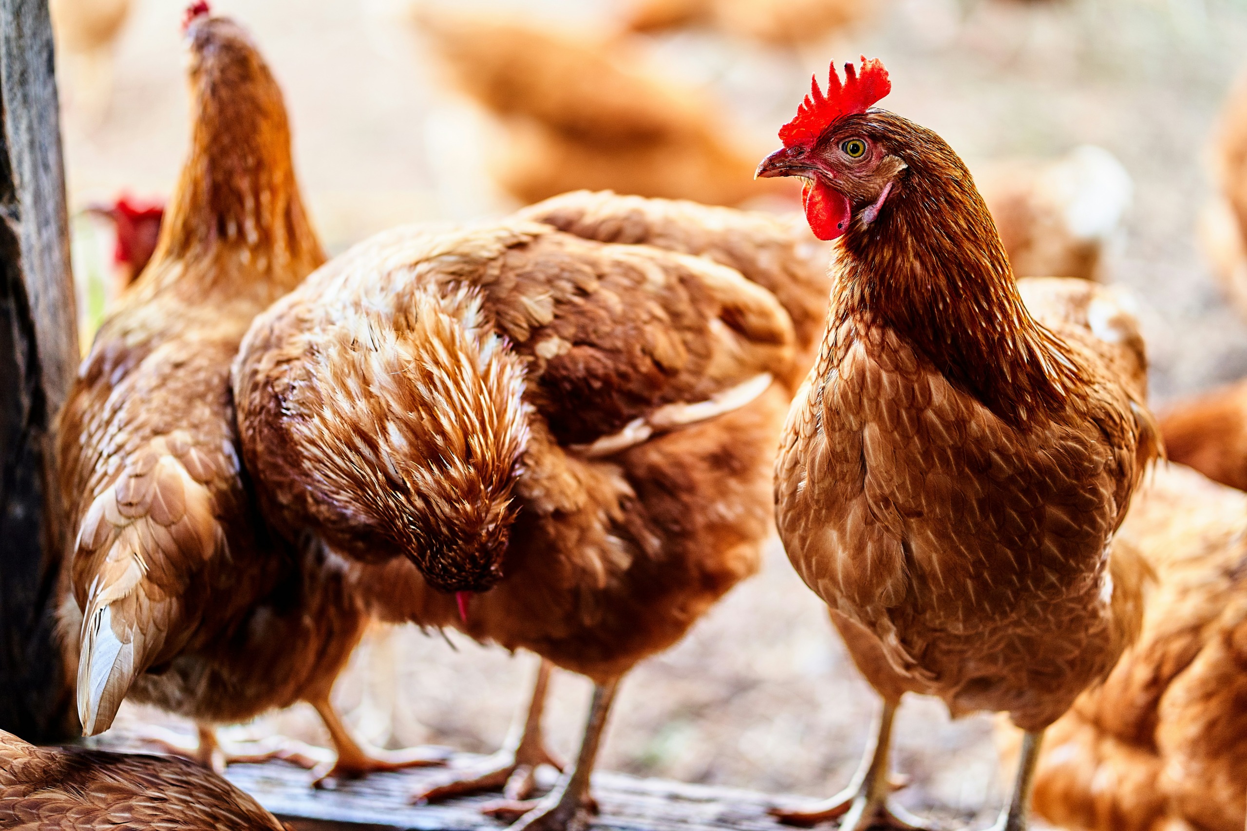 Če opazite katerega od spodnjih znakov, nemudoma javite najbližji veterinarski organizaciji: Značilni alarmantni znaki: zmanjšana poraba krme in vode (za več kot 20 %), padec nesnosti (za več kot 5 %, ki traja že več kot dva dni), povišan pogin (v enem tednu za več kot 3 %), kakršne koli klinične znake ali posmrtne spremembe, ki kažejo na pojav ptičje gripe