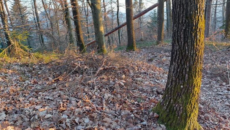 Stanislav Knafelj, Politika je pogledala stran.