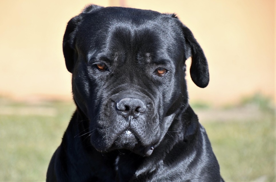 Bear, pes pasme Cane Corso preverja otroke.