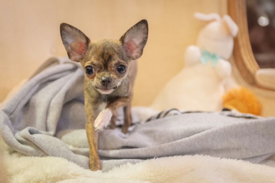 ČIVAVA se je delala gluho: Ni mu manjkalo samozavesti, le na napačen jezik so "lajali" – poglejte reakcijo na španščino!