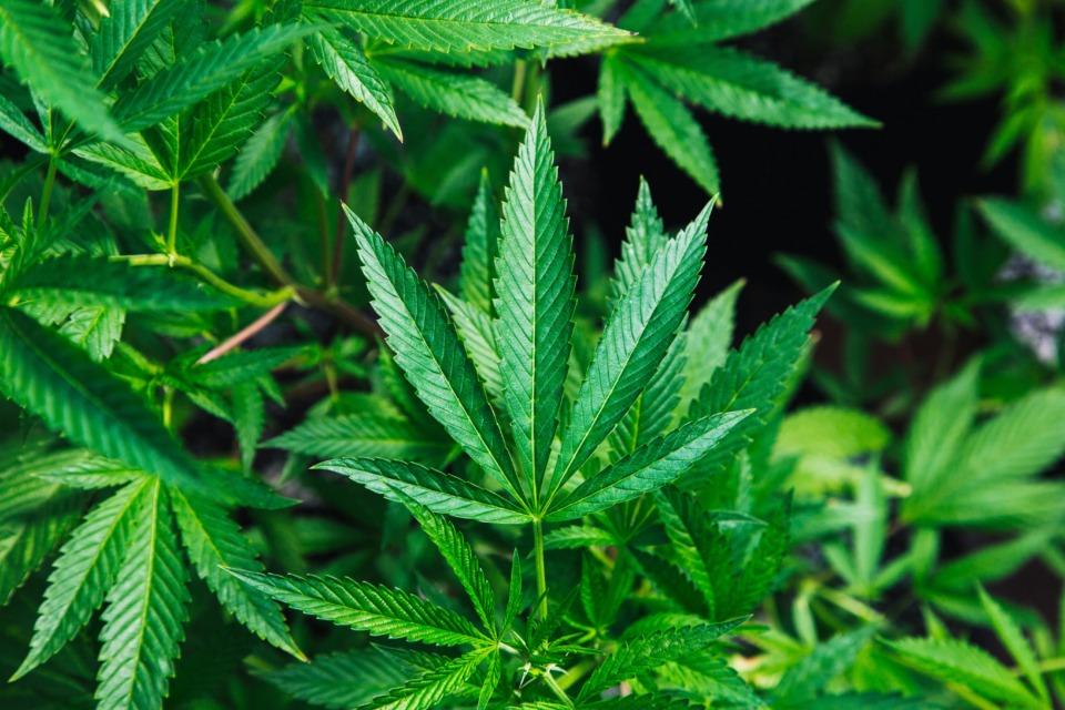  Marihuana je nevarna za pse
Če je vaš pes jedel neposredne cvetove, je to nevarnejše kot uživanje listov rastline marihuane.