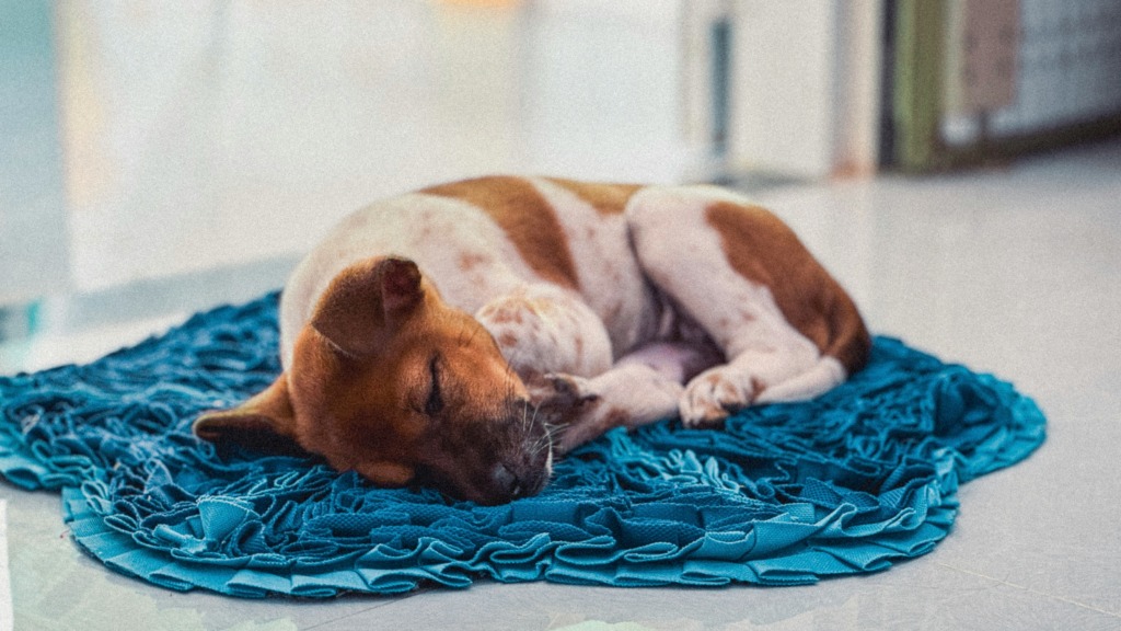 Lastnica hiti z 'umirajočim' psom na veterinarski pregled za 600 dolarjev – diagnoza je neverjetna
