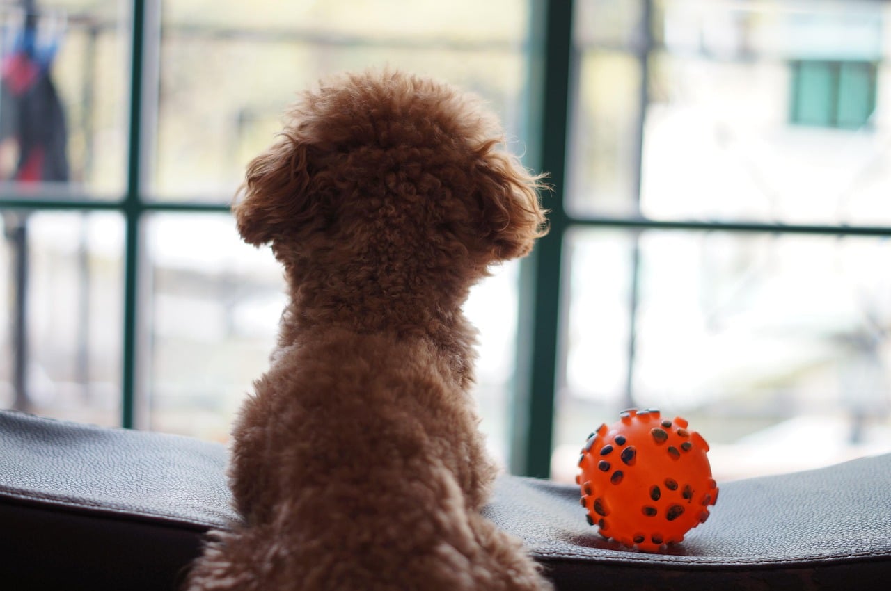 Pustiti psa samega doma je včasih neizogibno. Preverite, koliko ur je varno za vašega ljubljenčka glede na njegovo starost in kako ga na to najbolje pripraviti.