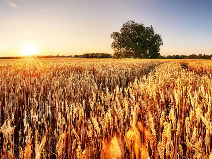 ekološko kmetovanje