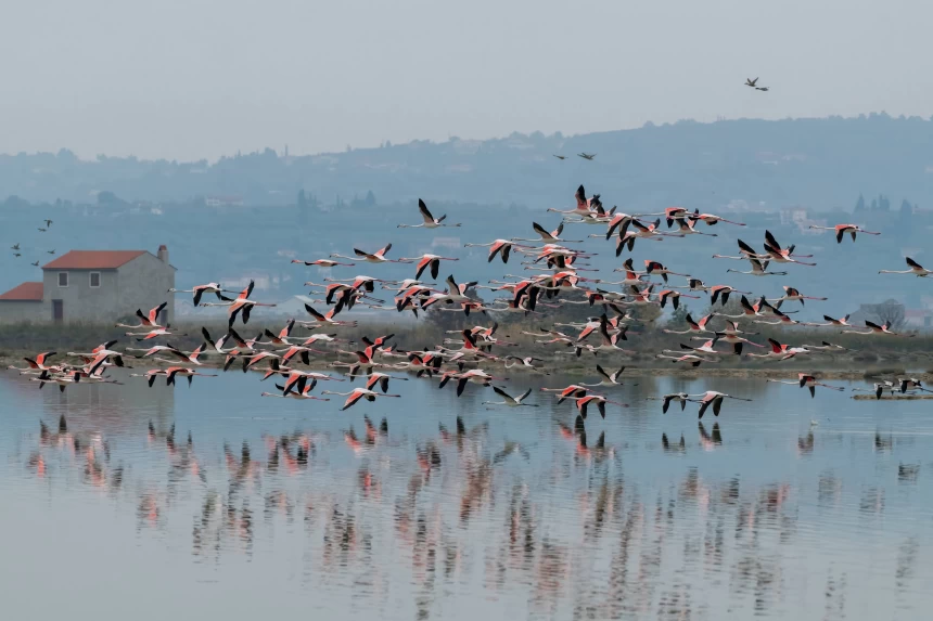 Plamenci v živo, tik ob morju – ste vedeli, da jih lahko vidite v Sloveniji? (FOTO)