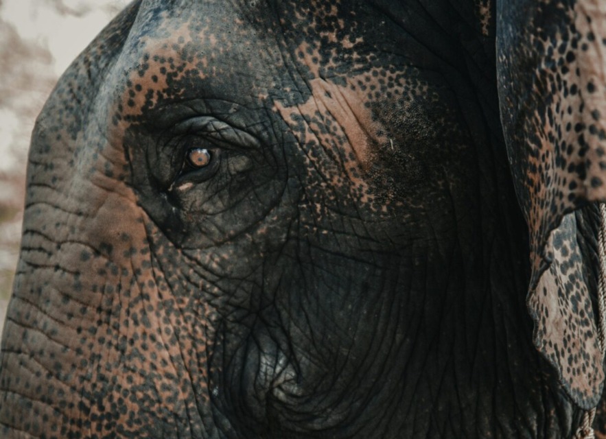 Divji slon v desetih dneh povzročil smrt najmanj 22 ljudi