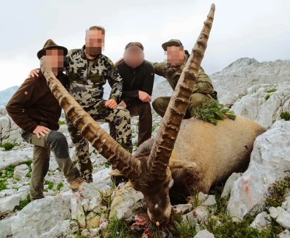 V tujini je alpski kozorog zaščiten, pri nas pa jih bogataši pobijajo za vrtoglave zneske (FOTO)