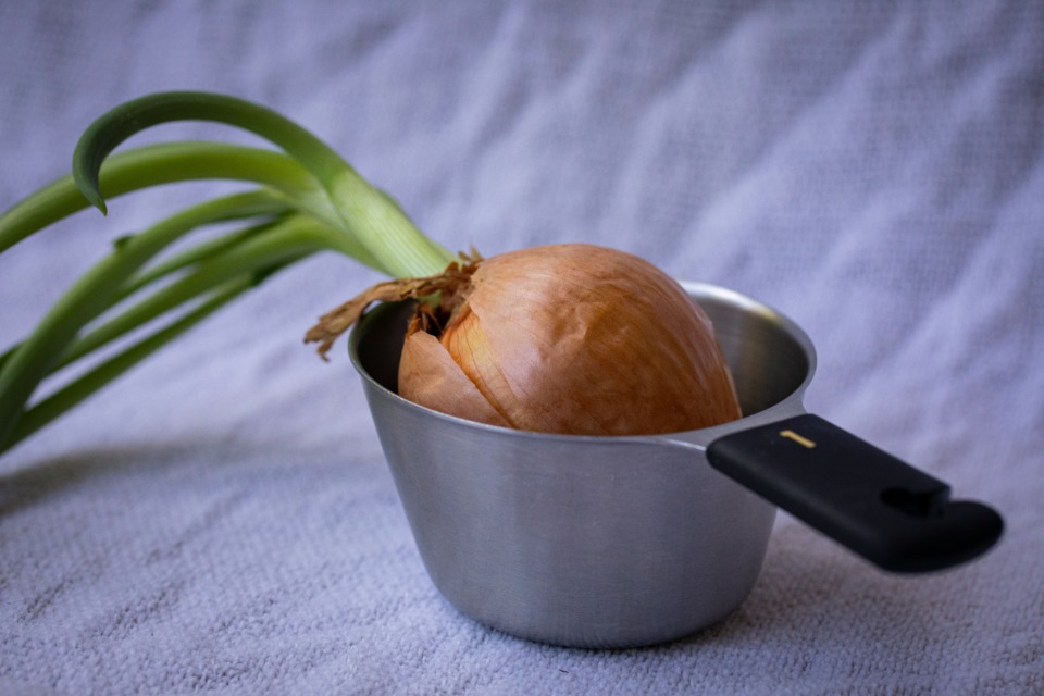 Čebula ima svoj značilen vonj, a ko začne gniti, postane ta vonj neznosen, oster in rahlo sladek na napačen način.