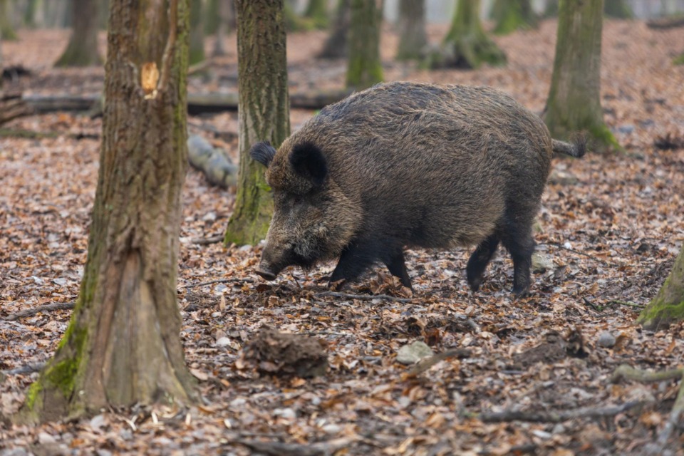 Smrtonosna bolezen znova v Sloveniji: Lastniki psov, bodite izjemno previdni!