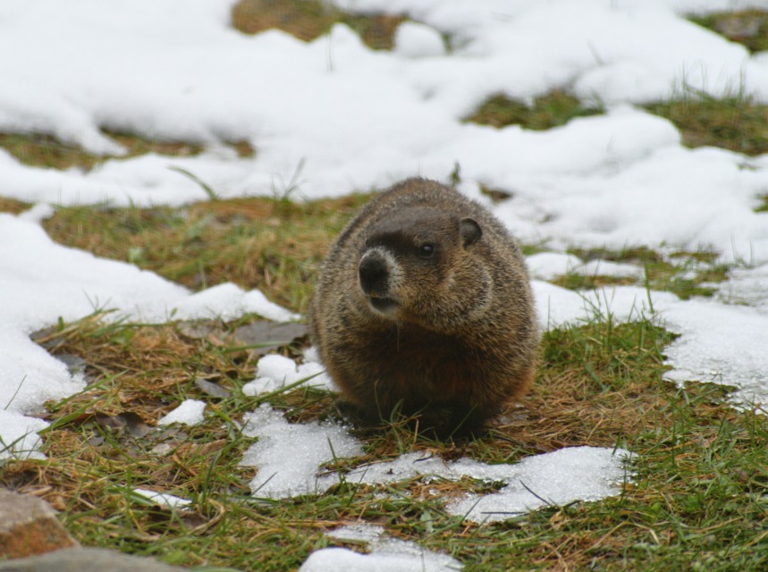 Svizčev dan Je Punxsutawney Phil danes napovedal konec zime - NaDlani.si Svizčev dan namreč ni več le vremenska napoved, ampak simbol upanja in skupnosti v sicer turobnem februarskem času.