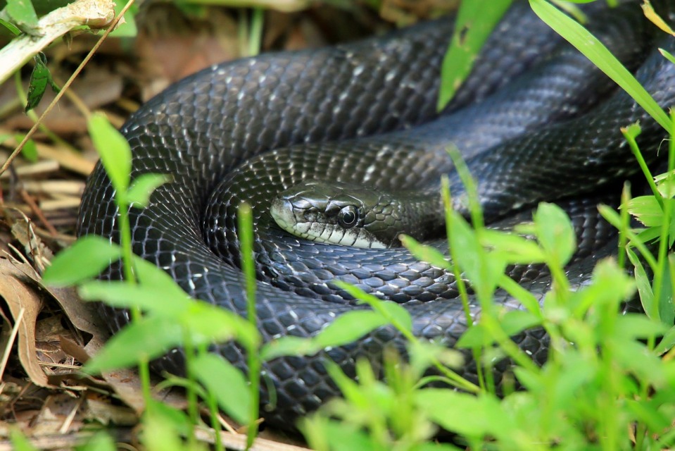Visoka in gosta trava kačam ponuja idealno skrivališče, zato jo je treba redno kositi. FOTO: Pixbay