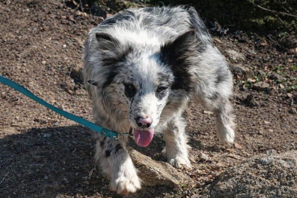 NUJNO: Na območju Polenšaka izginil 7-mesečni Border collie – lastniki prosijo za pomoč