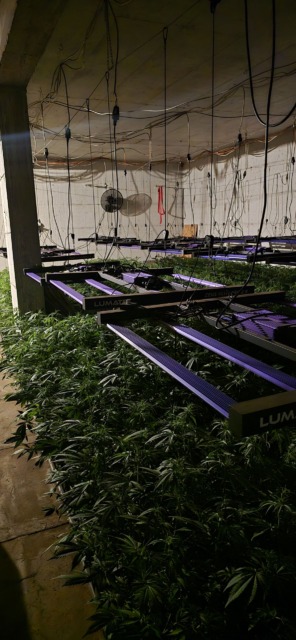 46-letnik doma skrival več kot 800 rastlin prepovedane droge: policija razkrila obsežen nasad