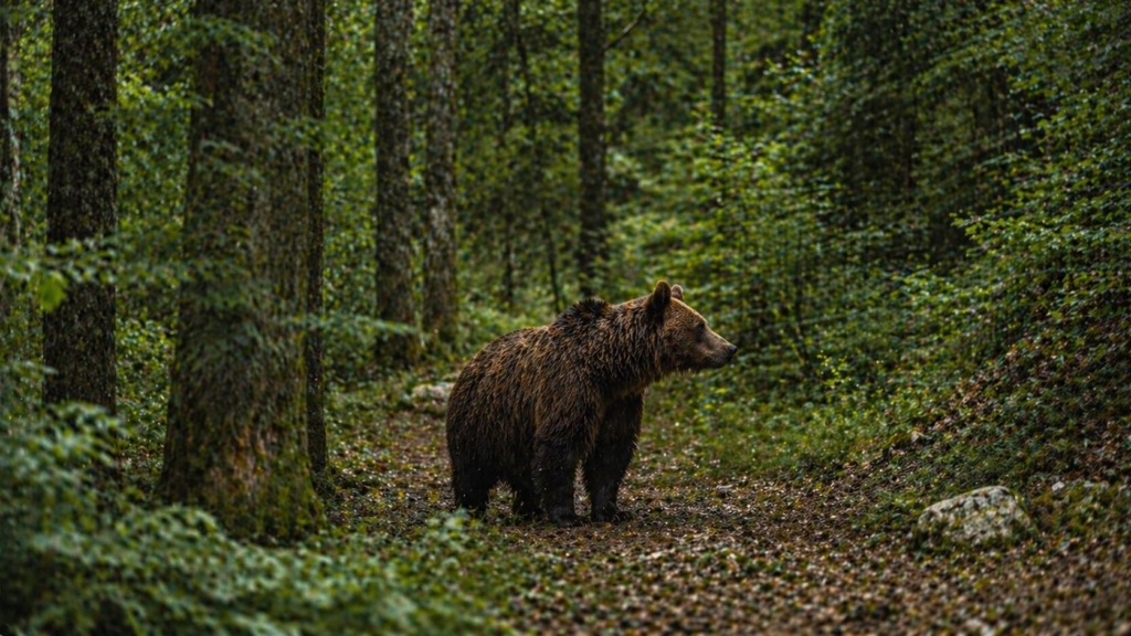 Brown bear standing on a leaf-strewn forest path surrounded by green trees.