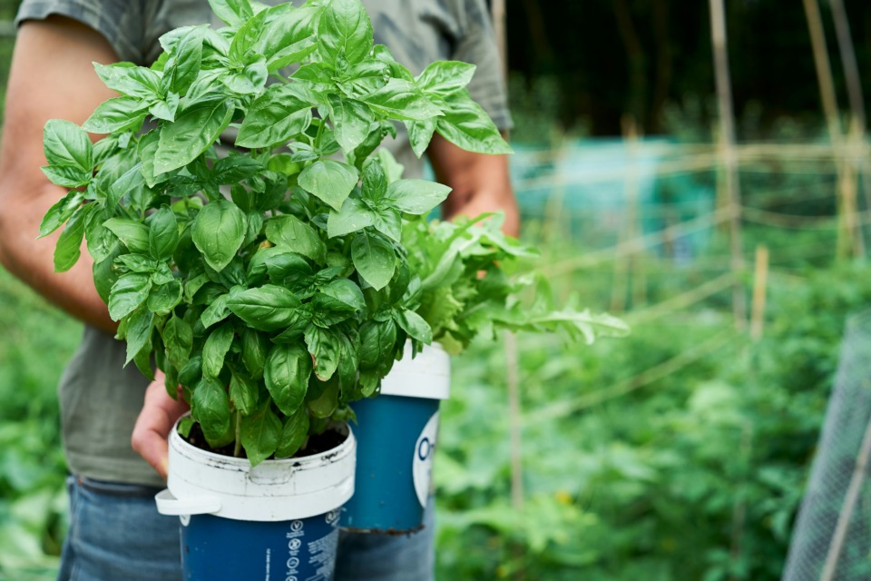 Naravna zaščita - Bazilika s svojim močnim, aromatičnim vonjem učinkovito odganja paradižnikovo rjo, muhe in komarje. Nekateri vrtnarji celo trdijo, da prisotnost bazilike v bližini paradižnika izboljša okus njegovih plodov.
