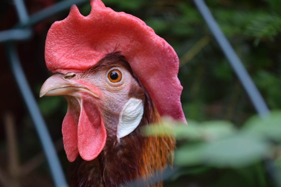 Fotografija je simbolična. FOTO: Pixbay