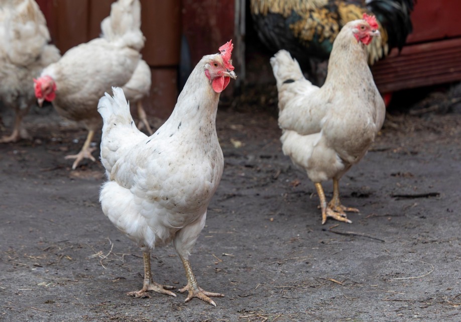 Reja kokoši - Vendar pa se ekonomska upravičenost ne skriva le v številu znesenih jajc. Reja kokoši prinaša tudi nekatere "skrite" finančne in ekološke prednosti: