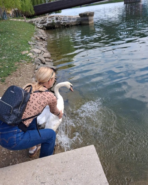 Pogumni prostovoljci rešili labodko v Mariboru