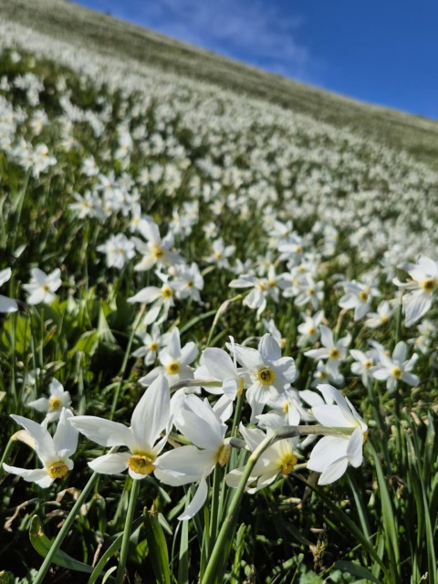 Golica z narcisami