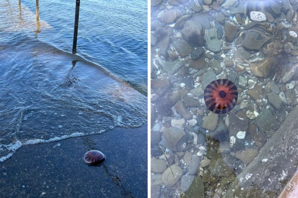 Kopalci, previdno: v našem morju se je pojavila meduza z zelo bolečim ožigom (FOTO)
