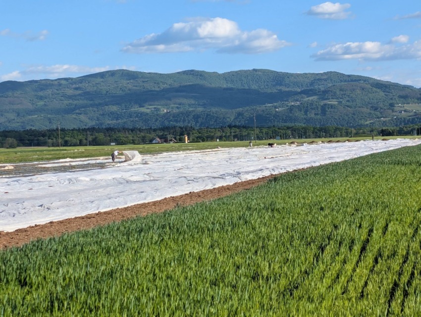 Borba proti pozebi: v noči z 30. aprila na 1. maj pokrivali polja – kmetje upajo na najboljše