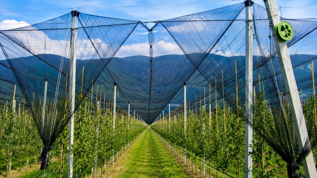 Kako zaščititi vrt pred točo in pozebo? Slovenci množično pokrivajo solato, paradižnike in trepetajo za pridelek