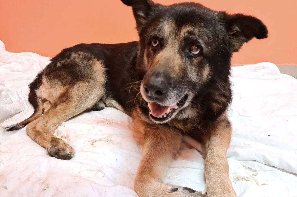 Happy mixed-breed dog lounging on a white blanket with an orange wall behind, mouth open in a smile.