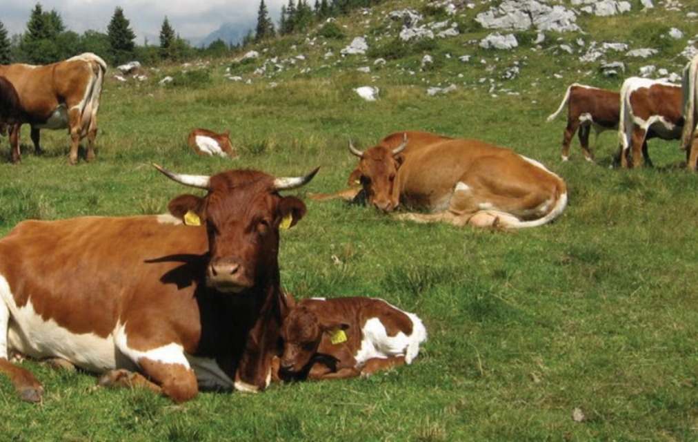 Namesto pisarne pašniki in krave: poletna služba, ki zveni skoraj kot pobeg iz vsakdana – vendar imajo posebne pogoje