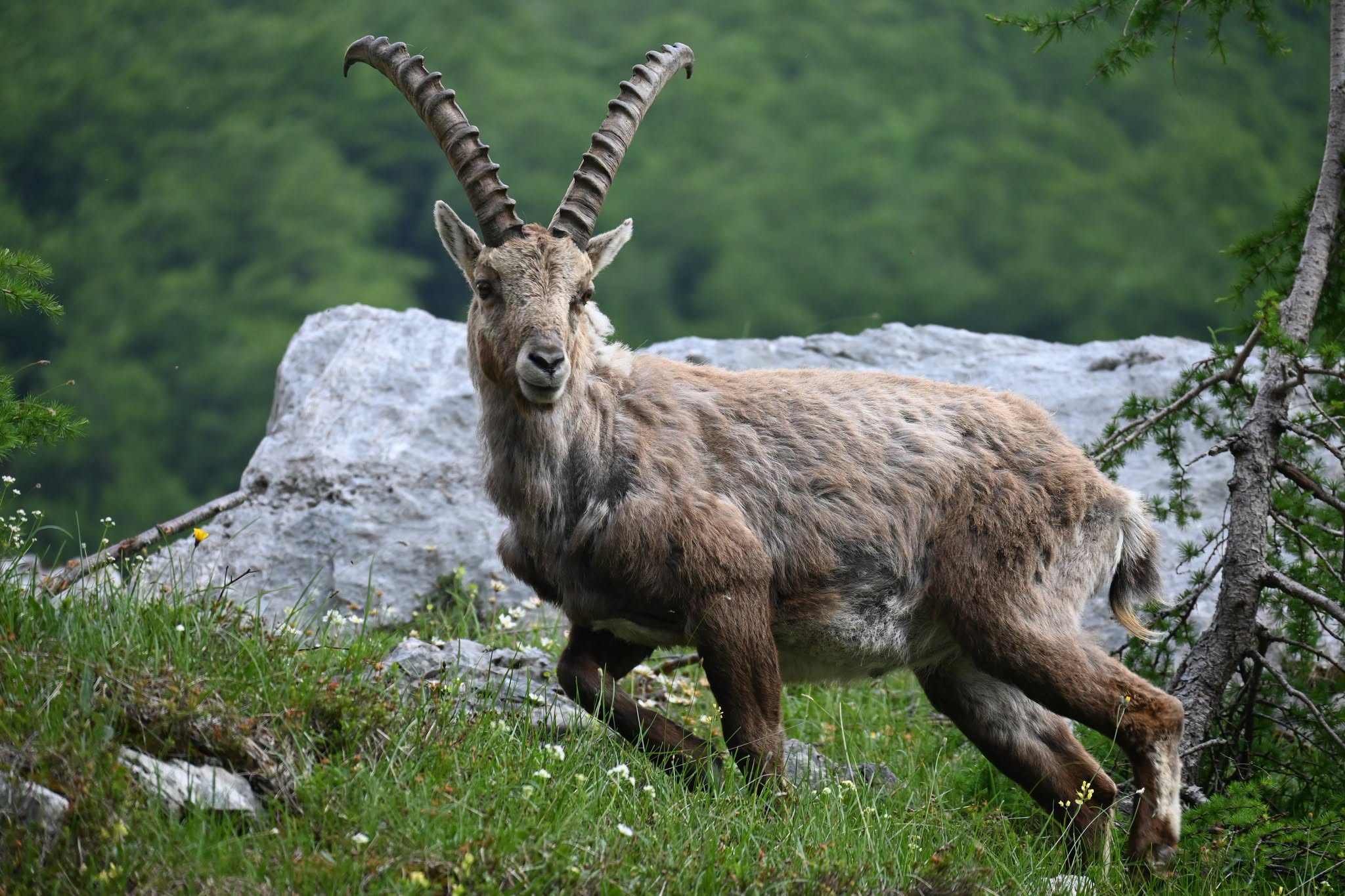 Foto: Alpski kozorog je ena najbolj prepoznavnih živalskih vrst v Triglavskem narodnem parku.