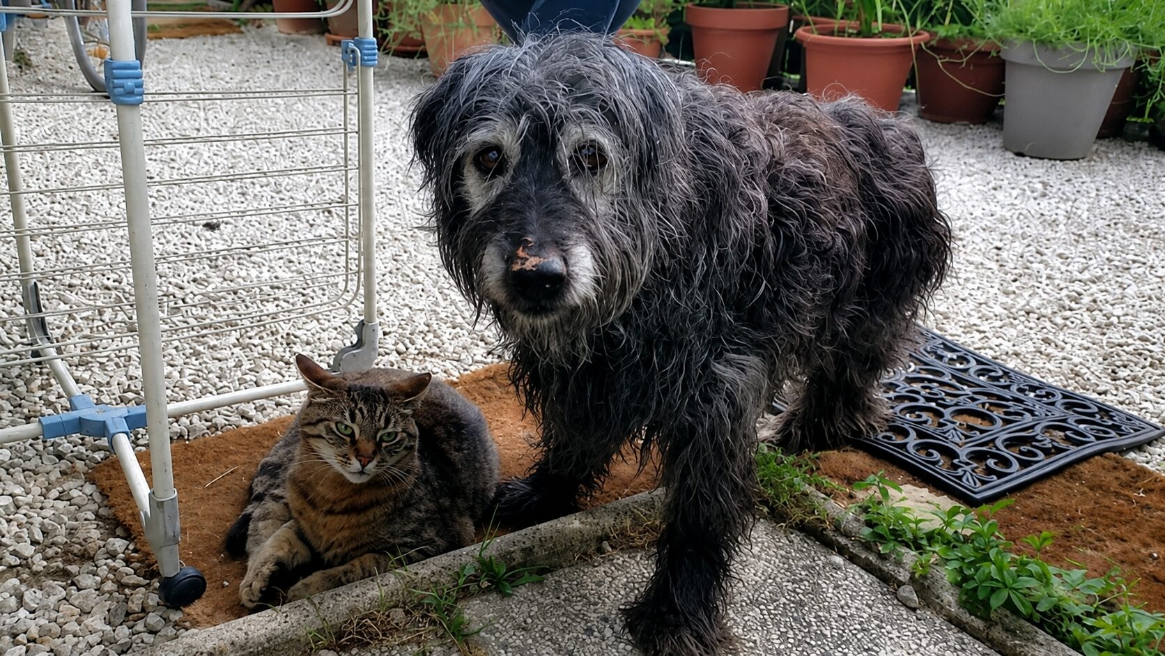 Ste ga morda videli? Pogrešajo 16-letnega kužka Meda