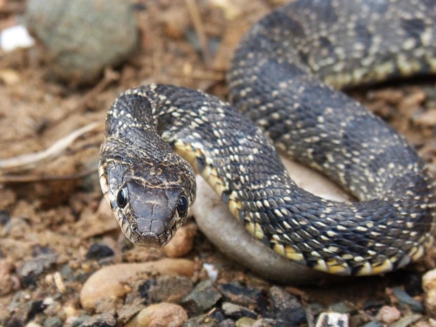 Invazivna vrsta kač, podkvasti gož (Hemorrhois hippocrepis).