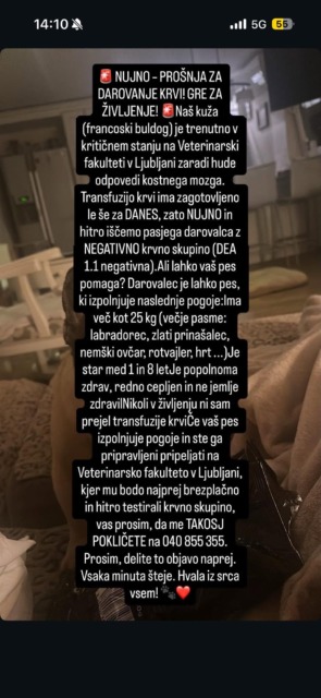 Slovenija nujno išče pasjega krvodajalca: francoski buldog v kritičnem stanju potrebuje kri