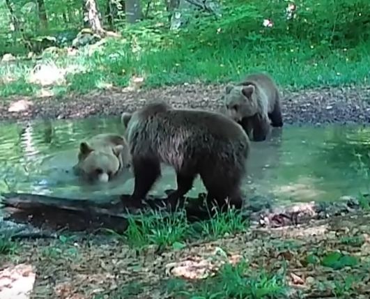 Na Dolenjskem se pojavlja medved, takole pa se medvedom godi na Kočevskem