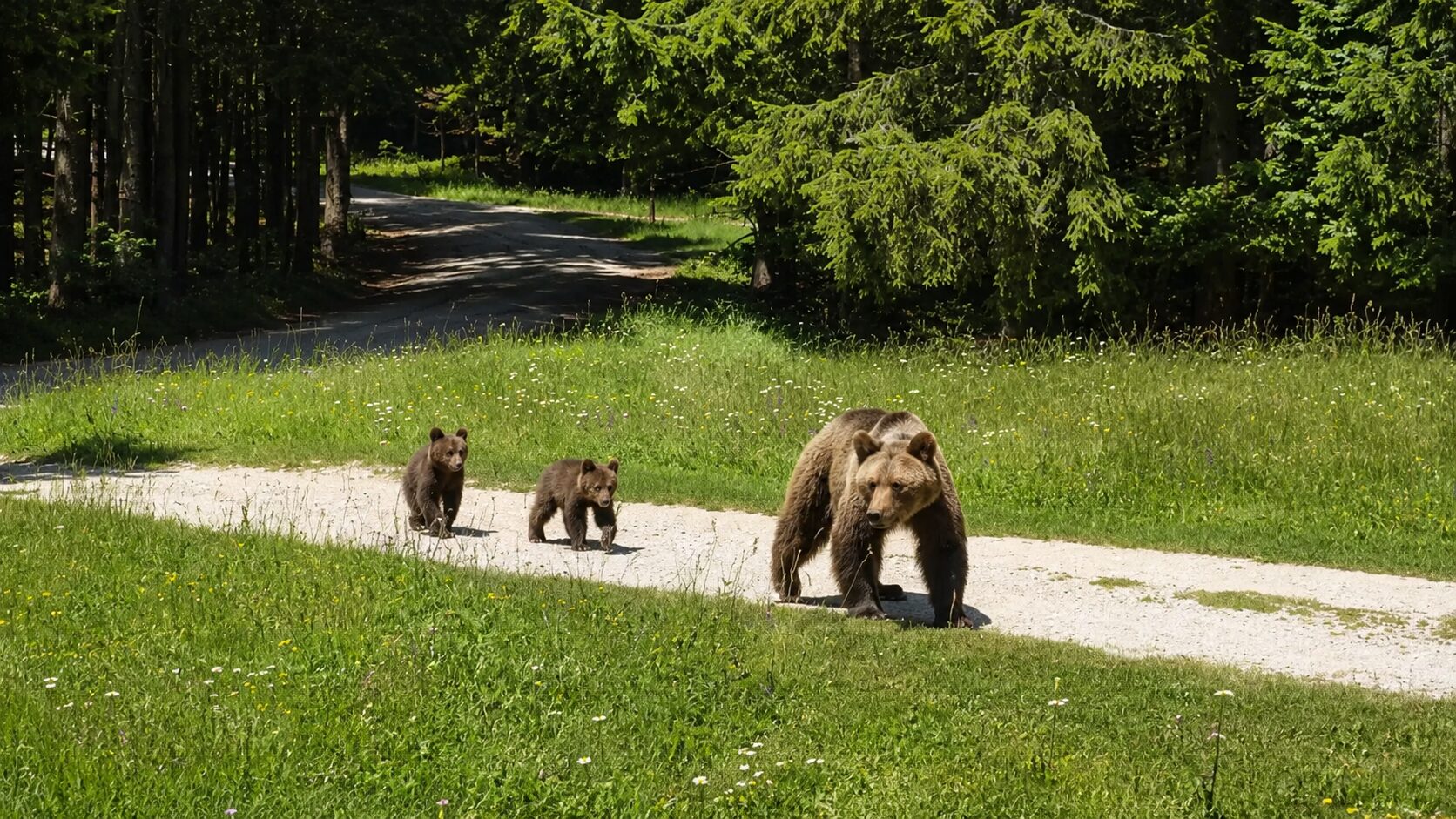 Gozdar posnel redko srečanje z medvedko in mladičema (video)