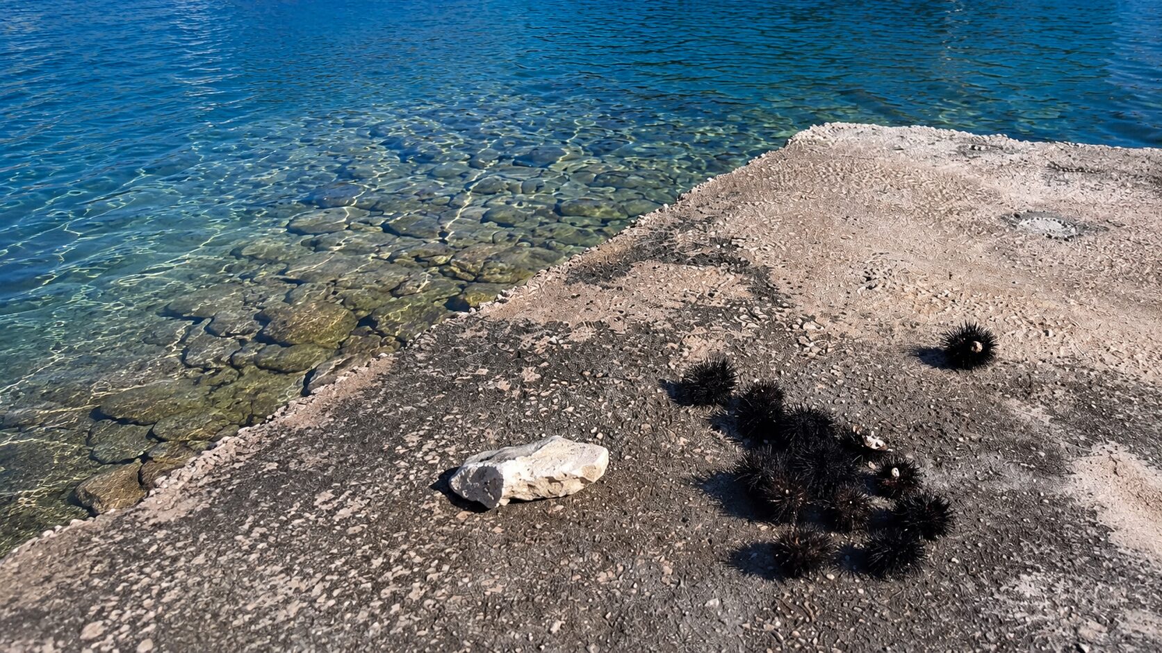 Če iz morja odstranite morskega ježka, vas lahko doleti visoka kazen