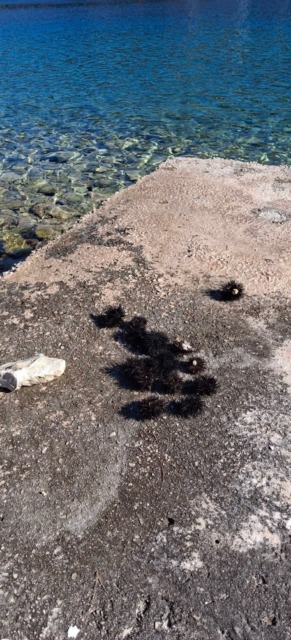 Če iz morja odstranite morskega ježka, vas lahko doleti visoka kazen