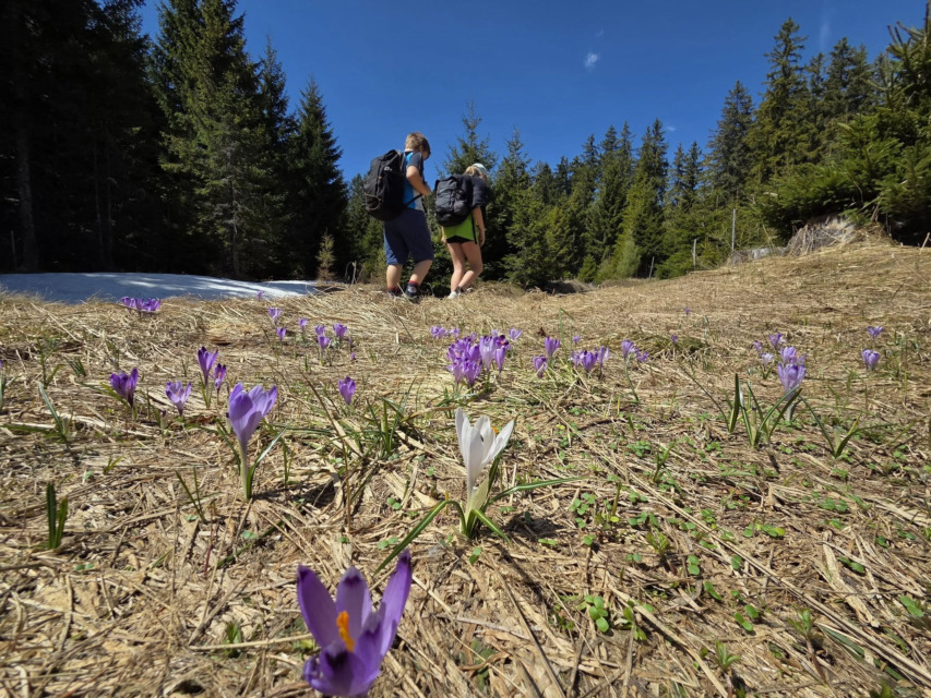 Foto: Pohodniška pot Pohorje – Kozjak Trail Vir: arhiv Pohorje Slovenija