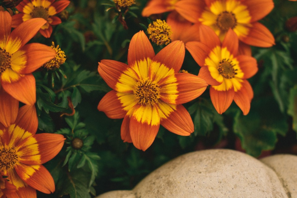 Rastline za sončen balkon,  Ganzanija in bidens