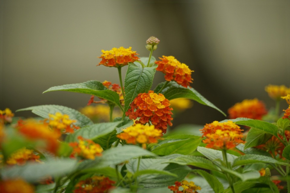 Rastline za sončen balkon, Lantana