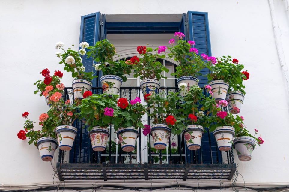 Rastline za sončen balkon